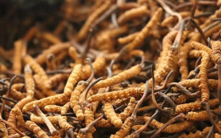 冬蟲夏草一條多少錢？單條價格的計算邏輯與實際范圍