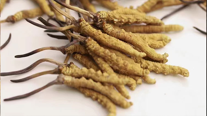 長期吃冬蟲夏草會怎么樣？從益處到注意事項詳解