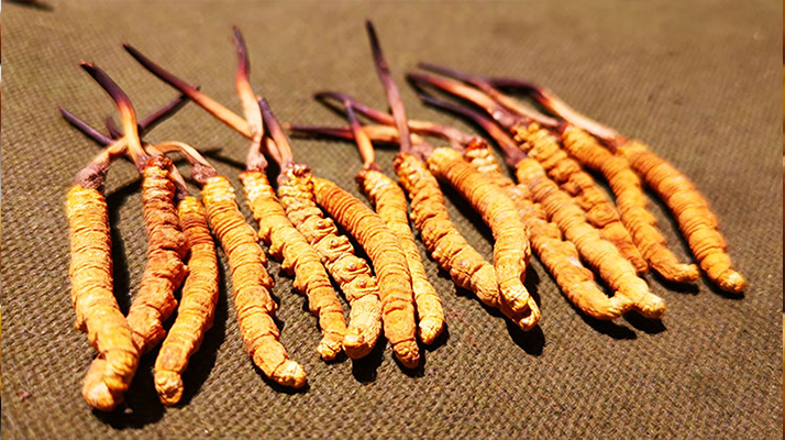 抖音上的冬蟲夏草能買嗎？謹(jǐn)慎抉擇，理性消費(fèi)