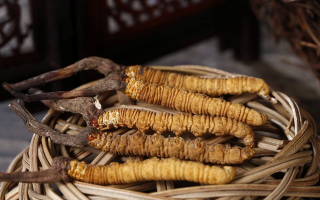 冬蟲(chóng)夏草煲湯怎么煲好喝？營(yíng)養(yǎng)與口感雙優(yōu)的實(shí)用指南