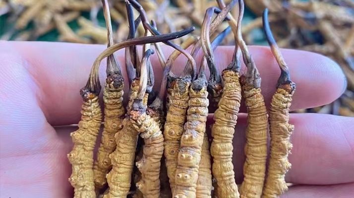 冬蟲夏草怎么辨別真假？6 個(gè)實(shí)用鑒別方法