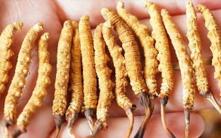 冬蟲夏草一根多少錢？?jī)r(jià)格背后的奧秘