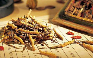 冬蟲夏草要多久才能形成？從蟲到草的時間跨度解析