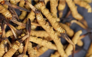 冬蟲(chóng)夏草斷草多少錢一克？影響價(jià)格的關(guān)鍵因素解析