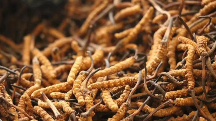 冬蟲夏草現(xiàn)在多少錢？?jī)r(jià)格探秘