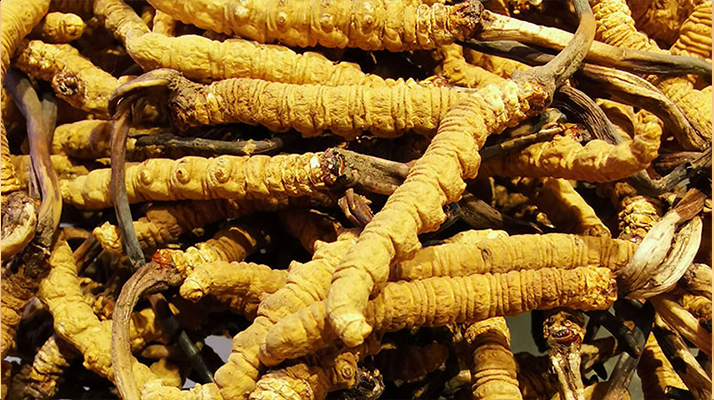 冬蟲夏草這樣燉，營養(yǎng)不流失還更滋補(bǔ)