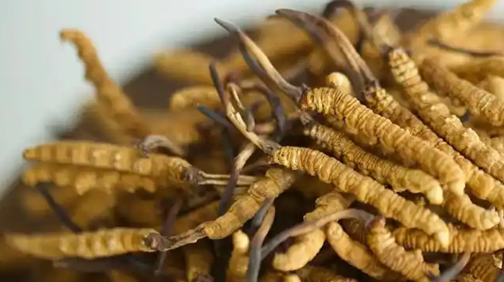 解密 “大個頭” 冬蟲夏草：何為優(yōu)質(zhì)大蟲草，價值何在？