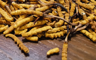 鮮冬蟲夏草并非 “制作” 而成！揭秘其天然形成與核心特性