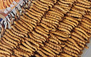 斷的冬蟲夏草：效果是否打折？科學(xué)解讀與實(shí)用建議