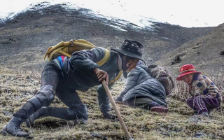 西藏哪些地方是冬蟲夏草產(chǎn)地？核心產(chǎn)區(qū)與品質(zhì)特點(diǎn)解析