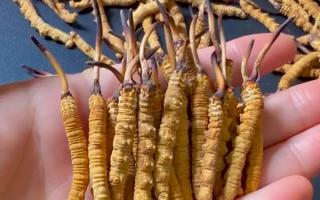 真假冬蟲(chóng)夏草怎么辨別？5 個(gè)實(shí)用方法 + 避坑指南