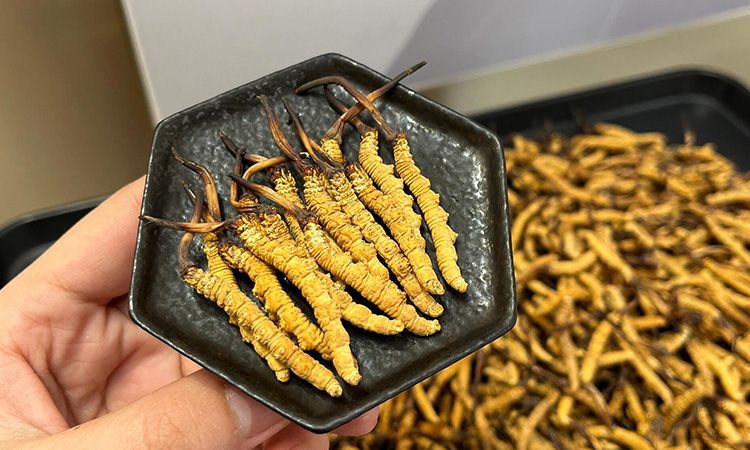 冬蟲(chóng)夏草可以煲骨頭嗎 