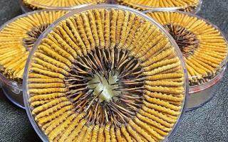 冬蟲夏草一斤價(jià)格多少？2025 年行情揭秘，差價(jià)竟達(dá)數(shù)十倍