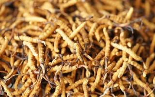 四級(jí)冬蟲(chóng)夏草一克多少根？根數(shù)背后的等級(jí)與價(jià)值邏輯