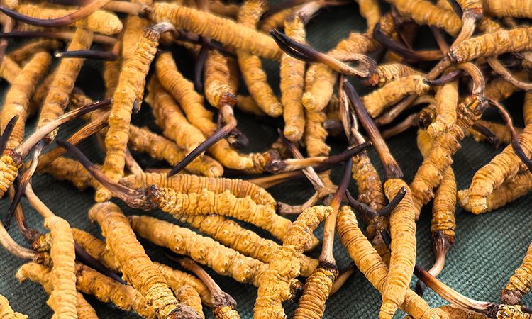 2025 冬蟲夏草市場(chǎng)行情 