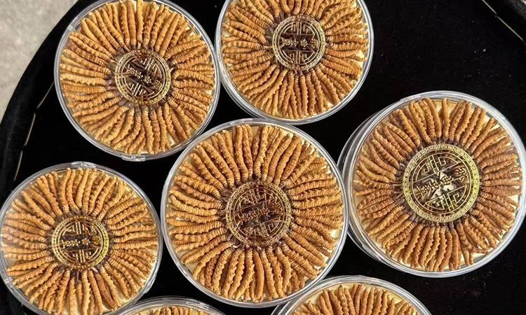 蟲草從產(chǎn)地到市場的價值密碼