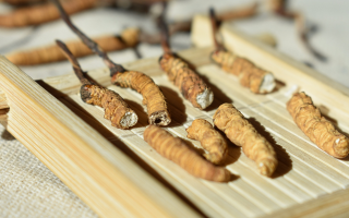 斷的冬蟲夏草一克啥價(jià)？2025 年實(shí)用行情嘮明白