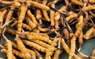 燉了二十年蟲草湯，這口感我太熟了，跟你細(xì)細(xì)說