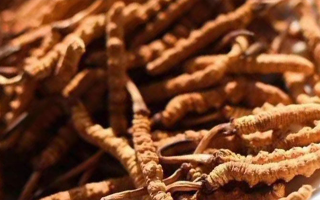 冬蟲夏草采后保存指南：鎖住營養(yǎng)，延長鮮度?