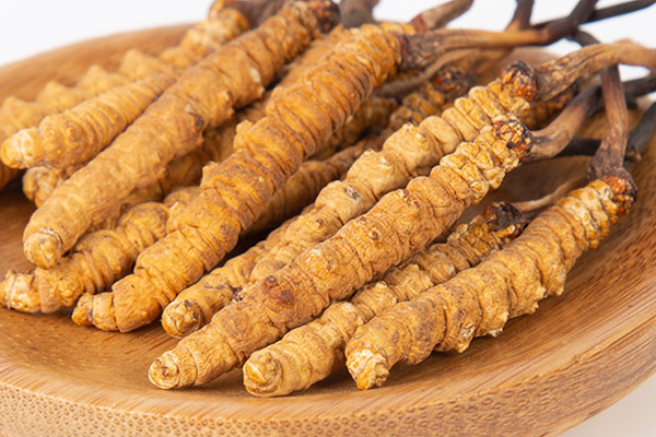  人工培育的冬蟲夏草有哪些功效和作用？