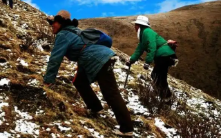  人工培育的冬蟲夏草和野生冬蟲夏草有什么區(qū)別？