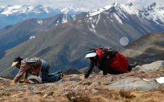西藏那曲冬蟲夏草采挖期品質(zhì)分級標(biāo)準(zhǔn)