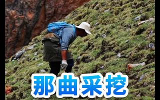 冬蟲夏草山上識(shí)別與采挖安全指南