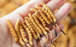 東強堂科普：3克冬蟲夏草是幾根？那曲源頭品牌教你精準(zhǔn)換算