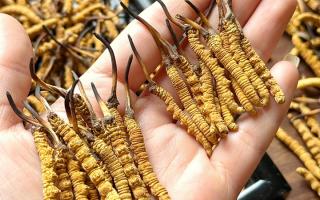 東強堂科普：雪山冬蟲夏草無“葉”！那曲珍品的草頭形態(tài)藏著品質(zhì)密碼