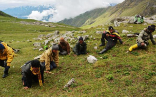 采挖冬蟲夏草入罪的標(biāo)準(zhǔn) 罪名叫什么 快來(lái)看看