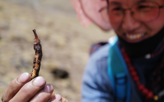  冬蟲夏草的產(chǎn)地溯源方法有哪些？