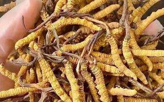 權威指南：熬一鍋湯放幾根冬蟲夏草？藏域珍饈的科學用量標準