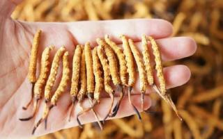 冬蟲夏草各地產(chǎn)量揭秘，西藏那曲蟲草網(wǎng)帶你看清產(chǎn)區(qū)產(chǎn)量格局