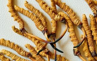 冬蟲夏草保存的最佳溫度，西藏那曲蟲草網(wǎng)教你鎖住雪域珍草營養(yǎng)