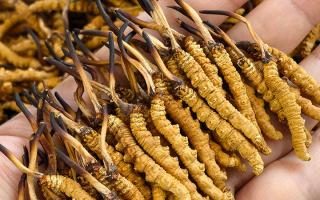 那曲冬蟲夏草市場在哪里？西藏那曲蟲草網(wǎng)帶你尋蹤源頭交易地