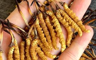 老鴨婆燉冬蟲夏草做法，溫潤滋補(bǔ)不油膩