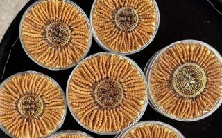 100塊錢一盒冬蟲夏草能買嗎？行業(yè)權(quán)威拆解+避坑指南
