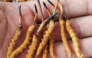 哪里買冬蟲夏草好？3大靠譜渠道+避坑攻略