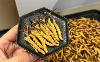 怎么選冬蟲夏草好壞？5步精準(zhǔn)鑒別，避坑不踩雷