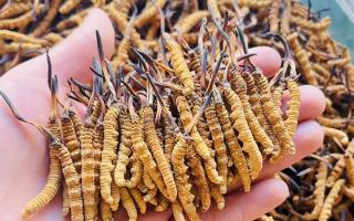 35元一根的冬蟲夏草能買嗎？——揭秘低價蟲草真相