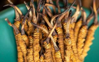 900根一斤的冬蟲夏草價(jià)格多少？西藏那曲蟲草網(wǎng)揭秘2026年最新行情及選購指南