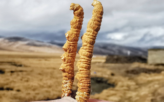 西寧冬蟲夏草市場在哪？那曲行業(yè)平臺詳解核心交易市場