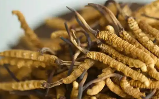 慧眼辨藏珍，避坑不踩雷——西藏那曲蟲草行業(yè)網(wǎng)教你科學(xué)識別冬蟲夏草