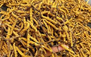 揭秘冬蟲夏草的形成原因｜西藏那曲蟲草網(wǎng)行業(yè)科普