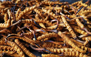 大批量冬蟲夏草保存方法，鎖住雪域營養(yǎng)不流失