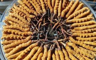 冬蟲夏草保存盒能放多久？藏農(nóng)神草那曲源頭品牌，教你科學(xué)存出好品質(zhì)